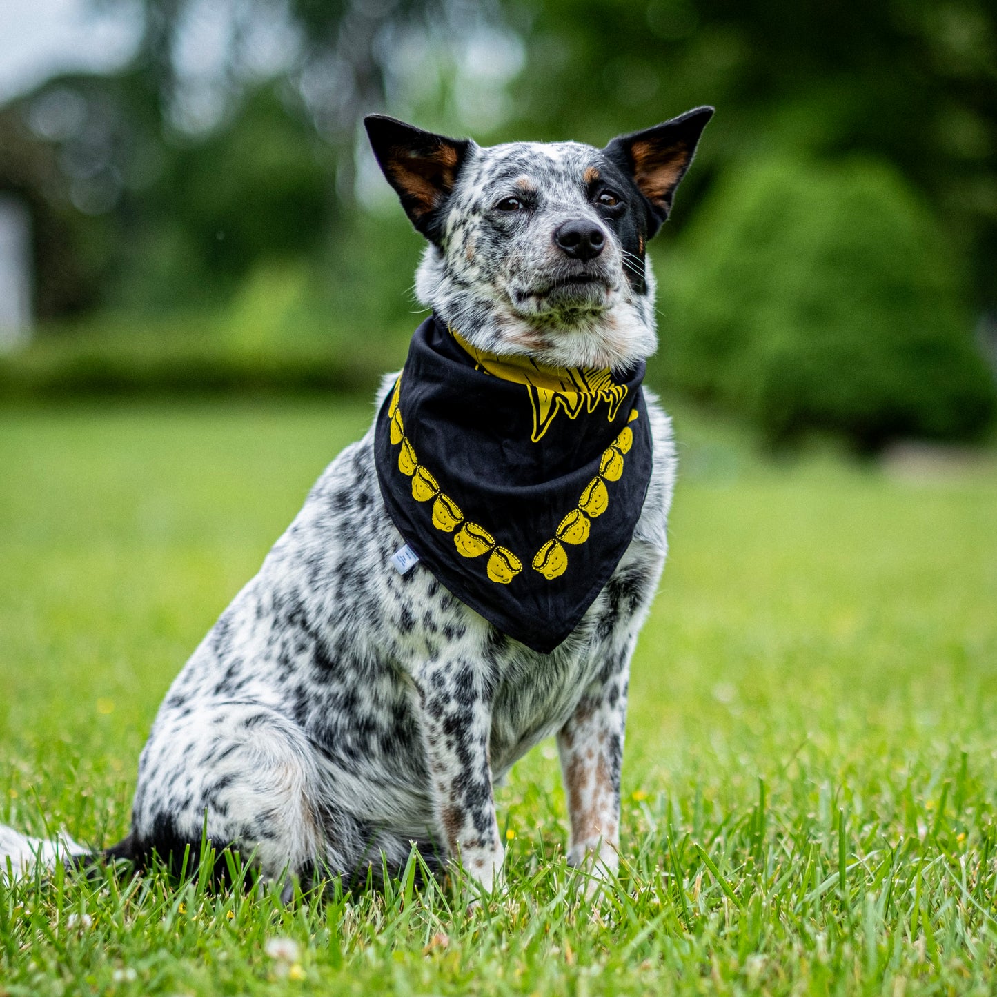 RADshare Bandana